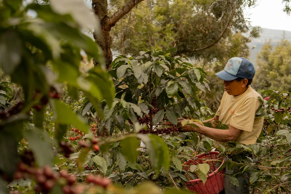 unsplash_w_cGFf76xeA_coffee farm.webp