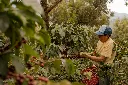 unsplash_w_cGFf76xeA_coffee farm.webp
