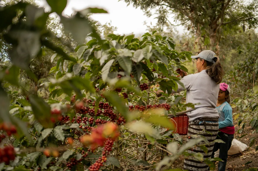 unsplash_HemyoSvGBkw_coffee guatemala.webp