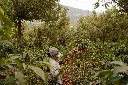 unsplash_KU7C4W330CY_coffee farm.webp