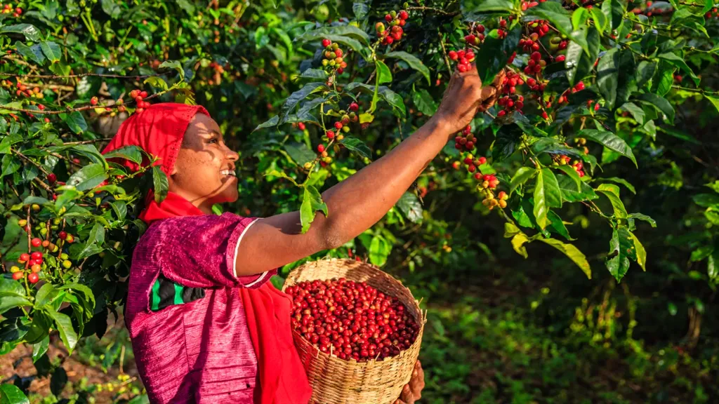 visuel-nespresso-agriculture-rogine.webp