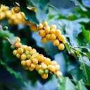 cafeier-bourbon-jaune-bresilien-mur_38535-2922.webp