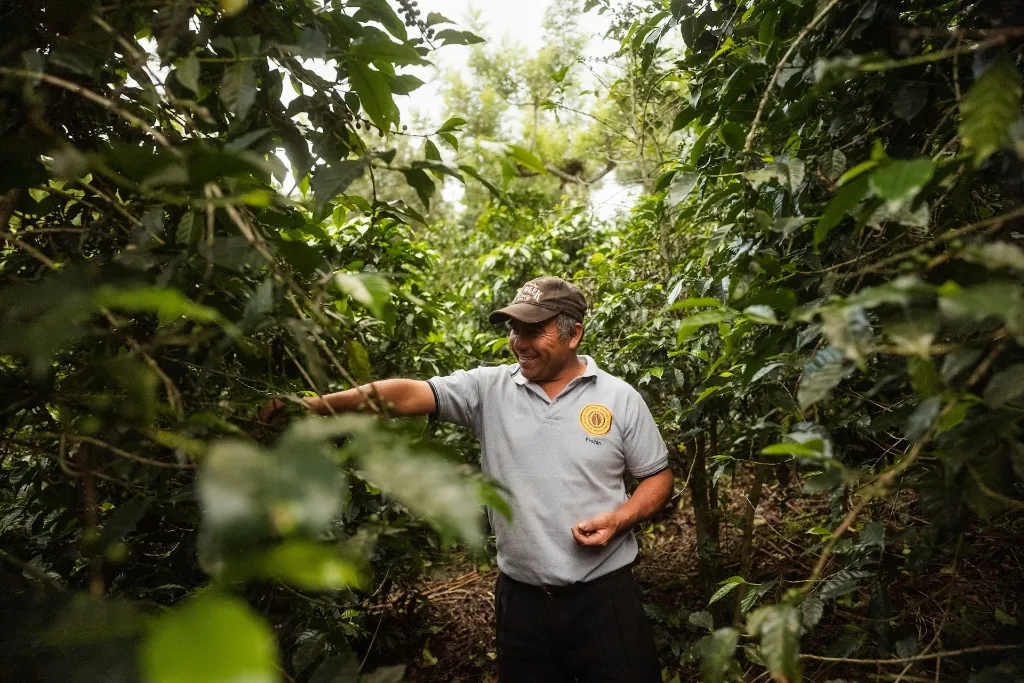 unsplash_VO0fNzSM-Z4_coffee farm.webp
