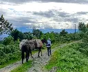 Trasporte-del-cafe-en-finca_resized.webp