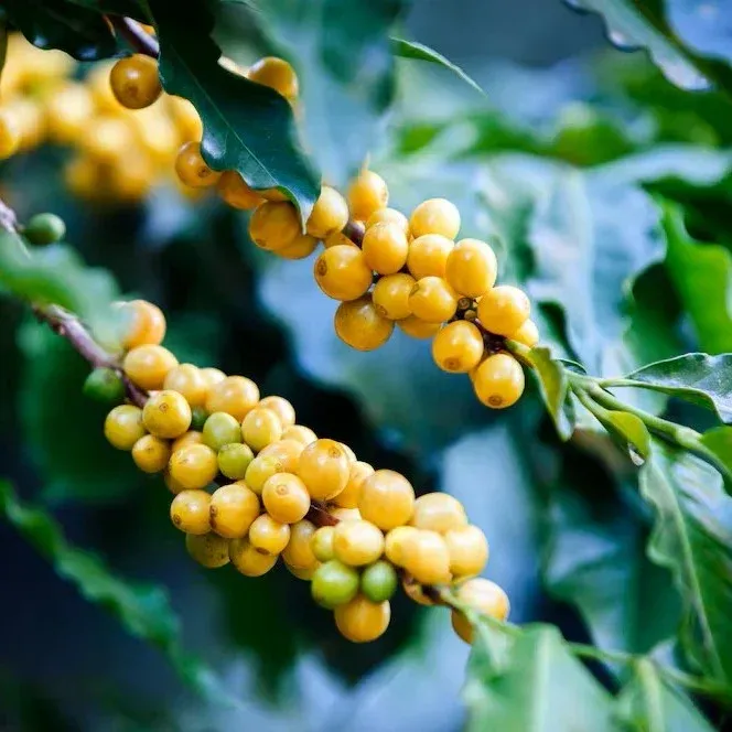 cafeier-bourbon-jaune-bresilien-mur_38535-2922.webp