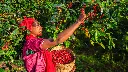 visuel-nespresso-agriculture-rogine.webp