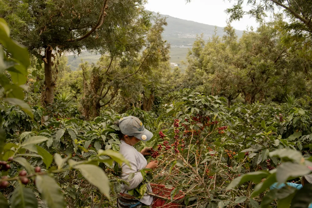 unsplash_KU7C4W330CY_coffee farm.webp